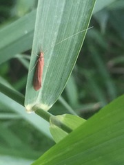 Trichoptera