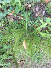 Stipa