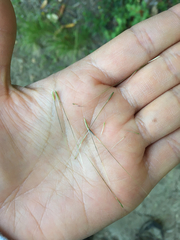 Stipa