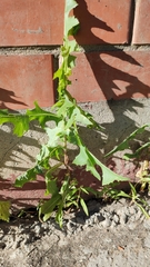 Lactuca serriola