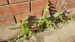 Lactuca serriola