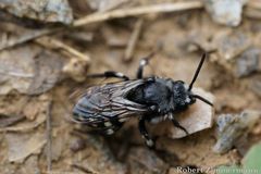 Melecta luctuosa