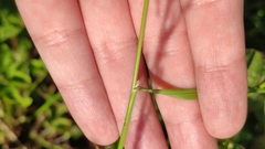 Poaceae