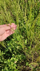 Poaceae