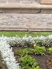 Zonotrichia capensis