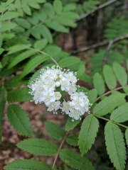 Sorbus decora