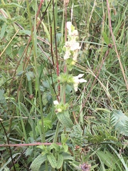 Stachys recta