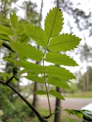 Sorbus decora