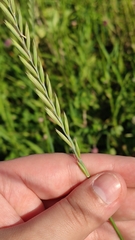 Elymus repens