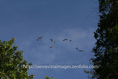 Psittacara chloropterus