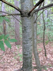 Sorbus decora