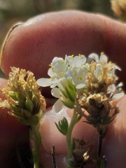 Selago myriophylla