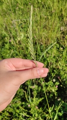 Elymus repens