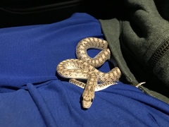 Arizona elegans eburnata