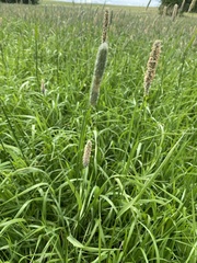 Alopecurus geniculatus