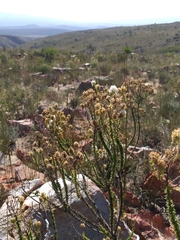 Selago myriophylla