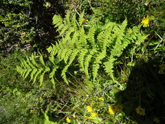 Hypolepis millefolium