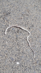 Coniophanes dromiciformis