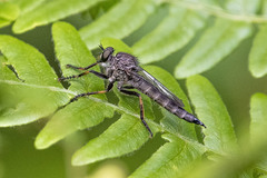 Machimus notatus