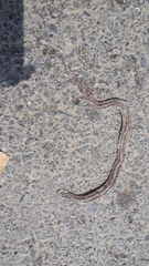 Coniophanes dromiciformis