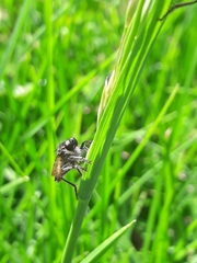 Epipamponeurus americanus