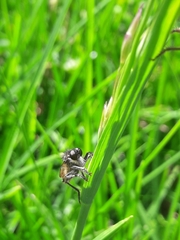 Epipamponeurus americanus