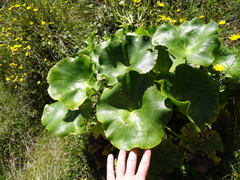 Ranunculus lyallii