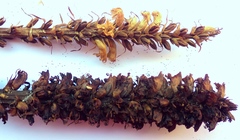 Orobanche litorea