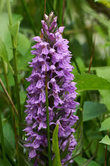 Dactylorhiza praetermissa junialis