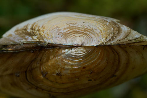 Swan Mussel