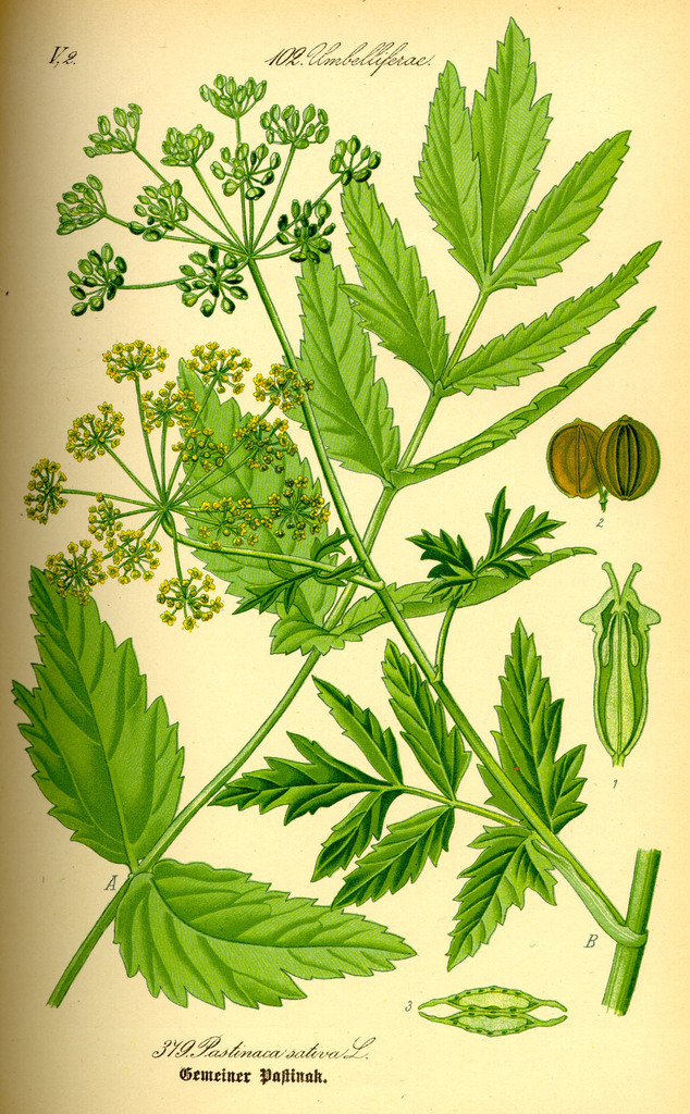 parsnips