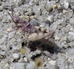 Trimerotropis infantilis