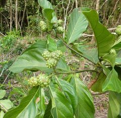 Morinda geminata