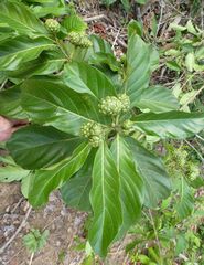Morinda geminata
