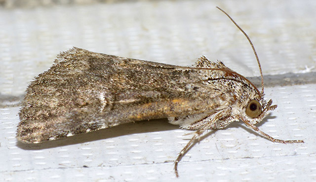 Hexorthodes inconspicua