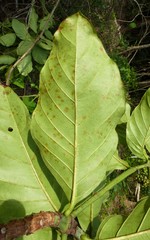 Morinda geminata
