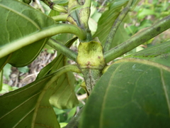 Morinda geminata