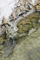 Bufotes viridis balearicus