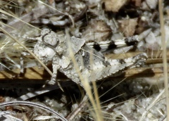 Trimerotropis infantilis