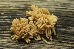 Arcyria obvelata