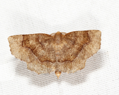 Metarranthis hypochraria