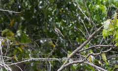 Myiarchus stolidus