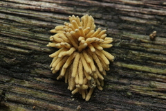 Arcyria obvelata