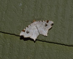 Macaria notata