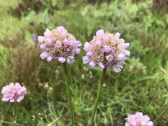 Armeria maritima californica