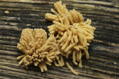 Arcyria obvelata