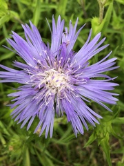 Stokesia laevis