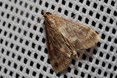 Ostrinia