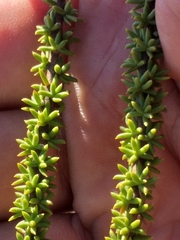Selago myriophylla
