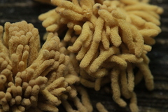 Arcyria obvelata